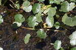 Floating marsh pennywort